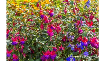 Gartenbaumschule Becker