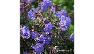 Gartenbaumschule Becker