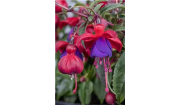 Gartenbaumschule Becker