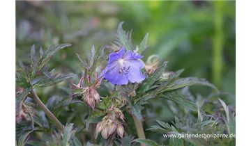 Gartenbaumschule Becker