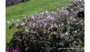 Gartenbaumschule Becker