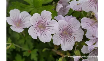 Gartenbaumschule Becker