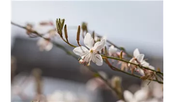 Gartenbaumschule Becker
