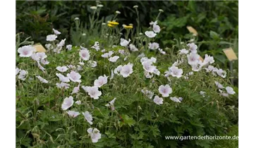 Gartenbaumschule Becker