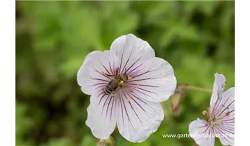 Gartenbaumschule Becker
