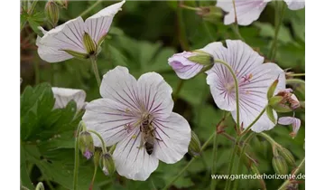 Gartenbaumschule Becker