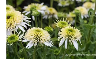 Gartenbaumschule Becker