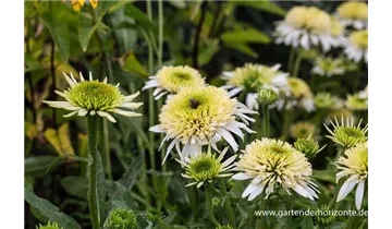 Gartenbaumschule Becker