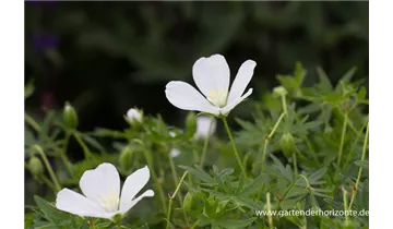 Gartenbaumschule Becker