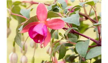 Gartenbaumschule Becker