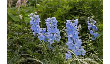 Gartenbaumschule Becker