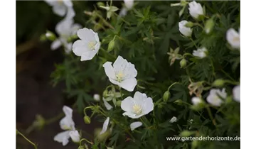 Gartenbaumschule Becker