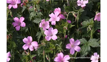 Gartenbaumschule Becker