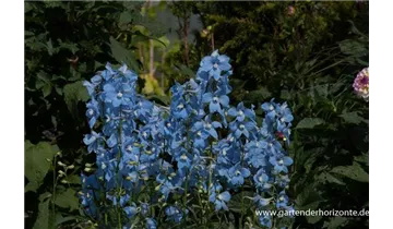 Gartenbaumschule Becker