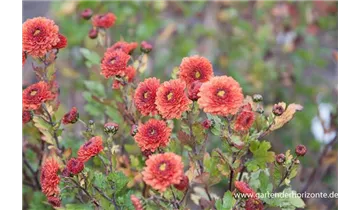 Gartenbaumschule Becker