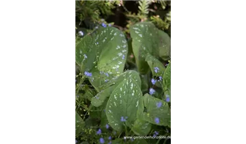 Gartenbaumschule Becker