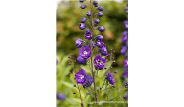 Gartenbaumschule Becker