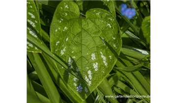 Gartenbaumschule Becker