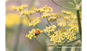 Gartenbaumschule Becker
