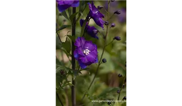 Gartenbaumschule Becker