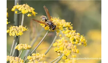 Gartenbaumschule Becker