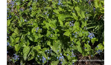 Gartenbaumschule Becker