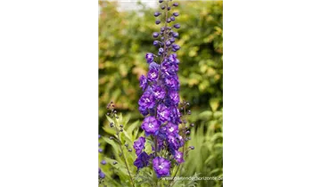 Gartenbaumschule Becker