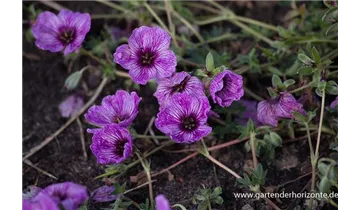 Gartenbaumschule Becker