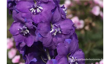 Gartenbaumschule Becker