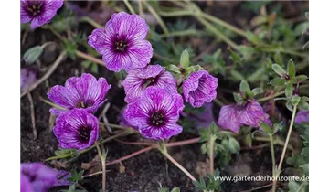 Gartenbaumschule Becker