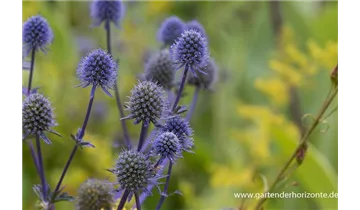 Gartenbaumschule Becker