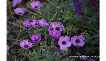 Gartenbaumschule Becker