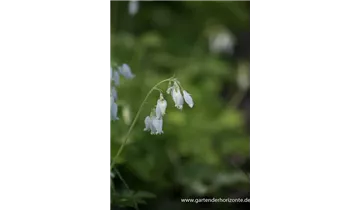 Gartenbaumschule Becker