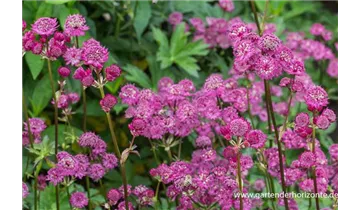 Gartenbaumschule Becker