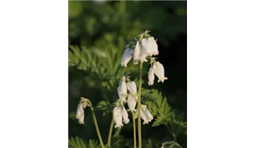 Gartenbaumschule Becker