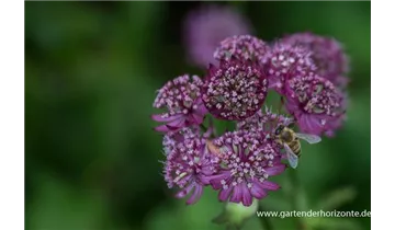 Gartenbaumschule Becker