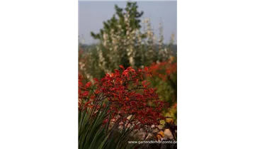 Gartenbaumschule Becker
