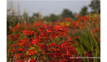 Gartenbaumschule Becker