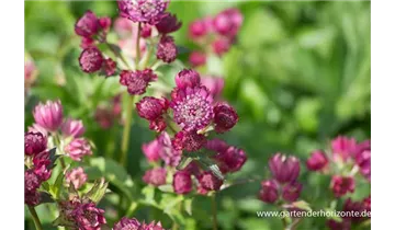 Gartenbaumschule Becker