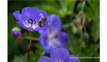 Gartenbaumschule Becker