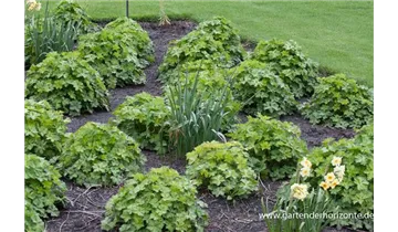 Gartenbaumschule Becker