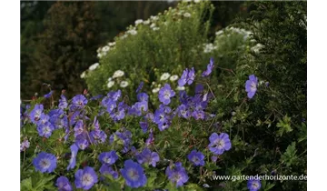 Gartenbaumschule Becker
