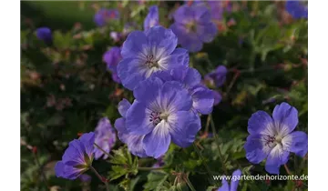 Gartenbaumschule Becker