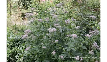 Gartenbaumschule Becker