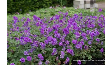 Gartenbaumschule Becker