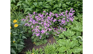 Gartenbaumschule Becker