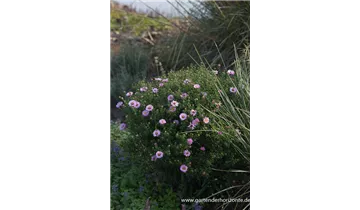Gartenbaumschule Becker
