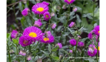 Gartenbaumschule Becker