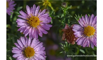 Gartenbaumschule Becker