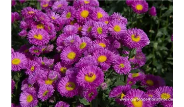 Gartenbaumschule Becker